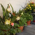 Haus Schoenleiten Appartement *
