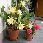Apartament Haus Schoenleiten